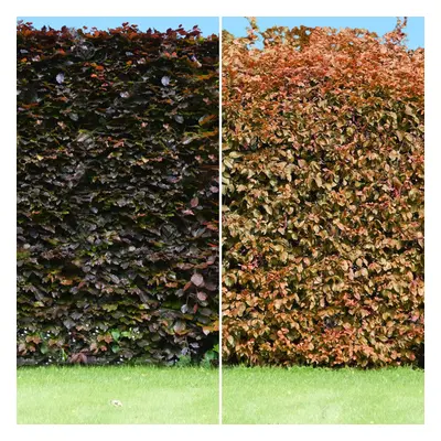 (25, 3-4ft) Fagus Sylvatica Purpurea 'Copper Beech' Bare Root Hedge Purple Hedging Plant