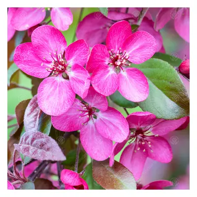 Malus Toringo Scarlett Tree (12L, 5-6ft)