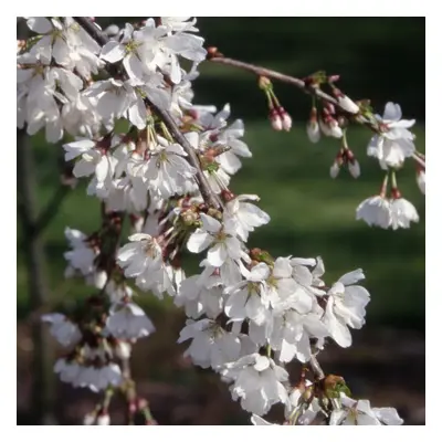 Prunus Snow Showers | Weeping Fuji Cherry | Ornamental Garden Tree | 5-6Ft