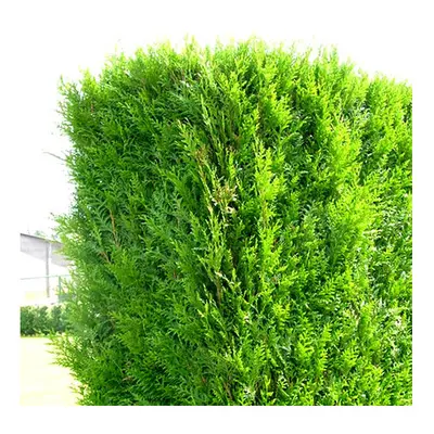 Thuja plicata Atrovirens (9cm, plants)