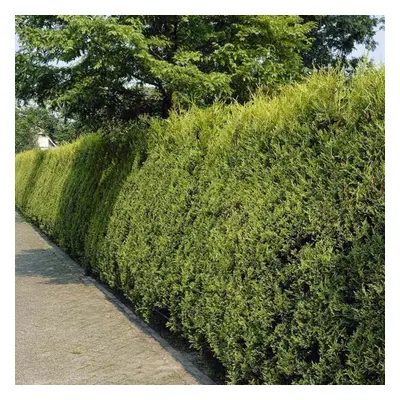 (10) Gold Leylandii Hedging Plants 30-50Cm Leyland Dense Evergreen Hedge Potted