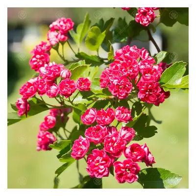 Crataegus Laevigata 'Paul'S Scarlet' Midland Hawthorn | Garden Tree | 5-6Ft