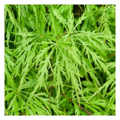 (3L) Acer Palmatum 'Dissectum' | Japanese Maple Deciduous Garden Plant Tree In Pot