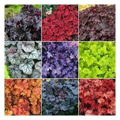 Heuchera Mix (10 Plants)