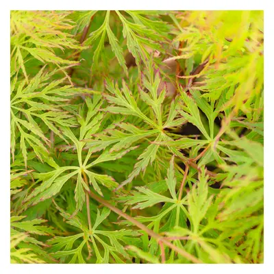 (10L) Acer Palmatum Dissectum 'Emerald Lace' | Japanese Maple Deciduous Tree In Pot