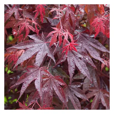 (3L) Acer Palmatum 'Bloodgood' | Japanese Maple Deciduous Garden Plant Tree In Pot