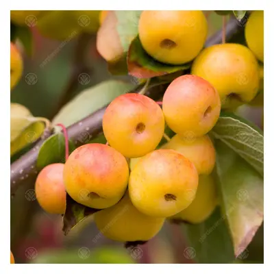 Malus 'Butterball' | Crab Apple | Ornamental Garden Tree | 5-6Ft