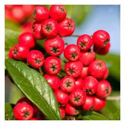 Cotoneaster X Watereri 'Cornubia' | Cotoneaster | Ornamental Garden Tree | 5-6Ft