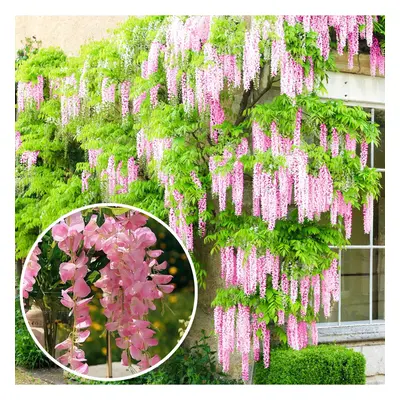 Wisteria Rosea | Pink Flowering Deciduous Hardy Climbing Garden Shrub Plant