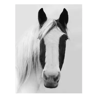 Ian Winstanley (Nordic Horse I) x x 4cm Canvas Print