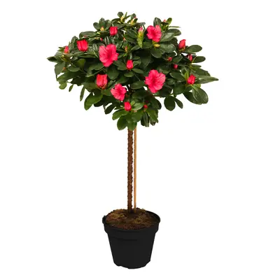 (Red) Azalea Japonica Tree | Trees For Small Gardens Border Patio Potted Plant | 2-3Ft