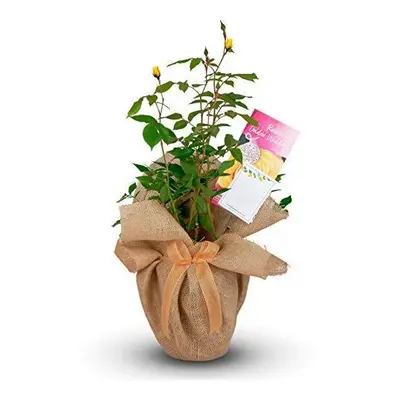 Golden Wedding Rose - 50th Anniversary Rose Bush - Gift Wrapped Golden Anniversary Rose