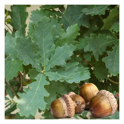 Quercus Robur | English Oak | Ornamental Garden Tree | 5-6Ft