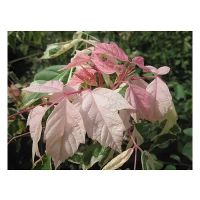 Acer Flamingo Tree Pink White Variegated Leaves 5ft Supplied in a 7.5 Litre Pot