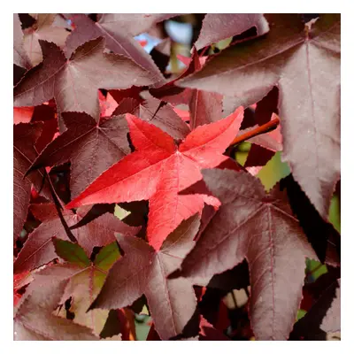 Liquidambar Styraciflua 'Worplesdon' | Sweet Gum | Garden Tree | 5-6Ft