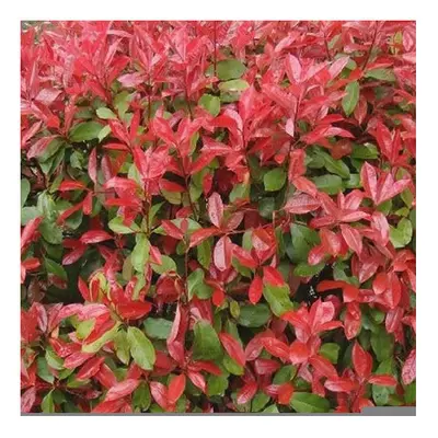 Photinia fraseri Red Robin (9cm, Plants)