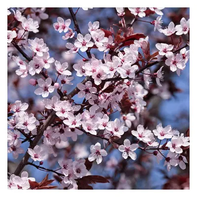 Prunus Princess Tree (12L, 5-6ft)