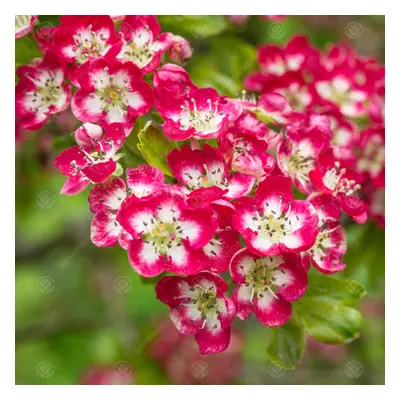 Crataegus Crimson Cloud Tree (12L, 5-6ft)