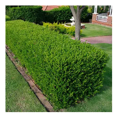 50 X Buxus Sempervirens Common Box Bushy Evergreen Hedging Plant In Pot