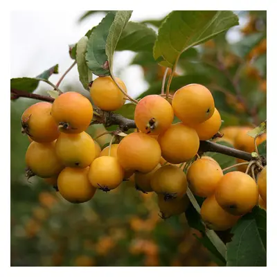 Malus 'Golden Hornet' | Crab Apple | Ornamental Garden Tree | 4-5Ft