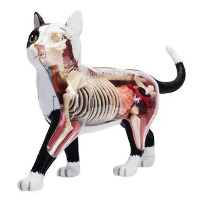 Animal Organ Anatomy Model 4d Cat Intelligence Assembling Toy Teaching Anatomy Model Diy Popular