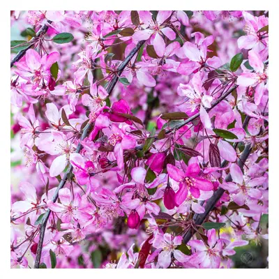 Malus Royal Beauty | Purple Weeping Crab Apple | Ornamental Garden Tree | 5-6Ft