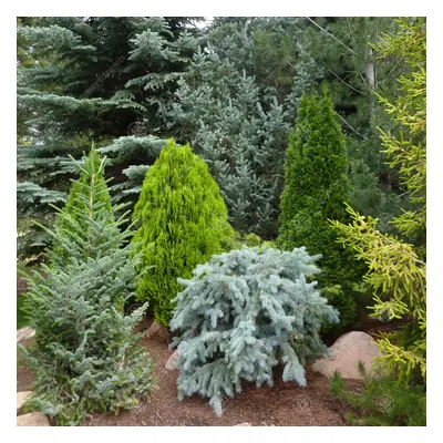 10 x Mixed Evergreen Conifers Bushy Ornamental Compact Garden Plants | 9cm Pots