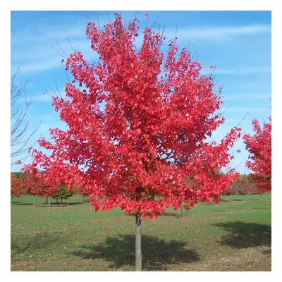 Acer Rubrum 'Summer Red' | Red Maple Tree | Ornamental Tree | 5-6Ft