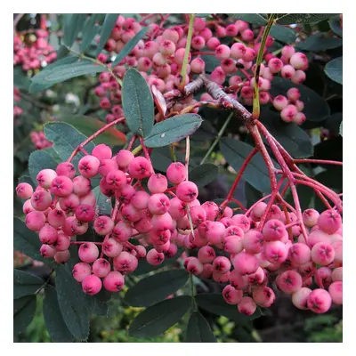 Sorbus Hupehensis 'Pink Pagoda' | Pink Pagoda Mountain Ash | Garden Tree | 5-6Ft