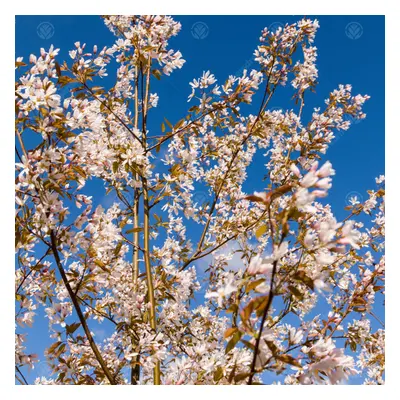 Amelanchier 'Robin Hill' | Pink Juneberry | Ornamental Garden Tree | 5-6Ft