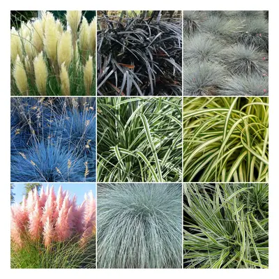 10 X Mixed Grasses - Evergreen Outdoor Grasses In 9Cm Pot Uk Grown