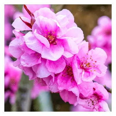 Prunus Spring Glow Tree (12L, 5-6ft)