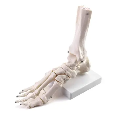 QWORK Human Foot Joint Skeleton Model, Medical Anatomy Foot and Ankle Model Fully Articulated fo