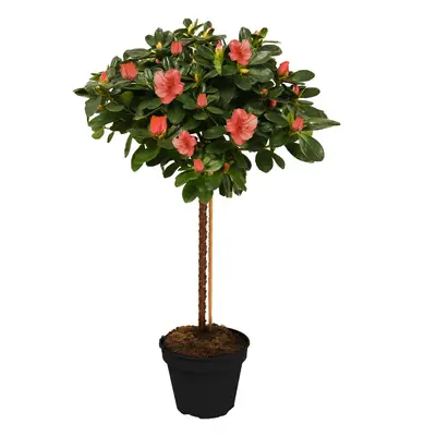 (Orange) Azalea Japonica Tree | Trees For Small Gardens Border Patio Potted Plant | 2-3Ft