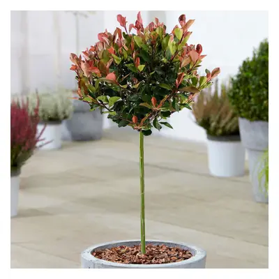 Photinia Little Red Robin Patio Tree (3L, 2-3ft)