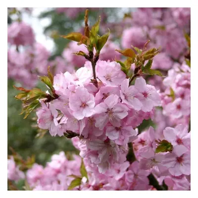 Prunus 'Jacqueline' | Ornamental Cherry Tree | Ornamental Fruit Tree | 5-6Ft