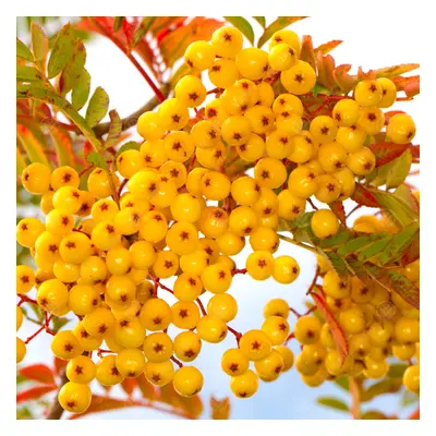 Sorbus 'Joseph Rock' | Yellow Berried Mountain | Ornamental Garden Tree | 5-6Ft