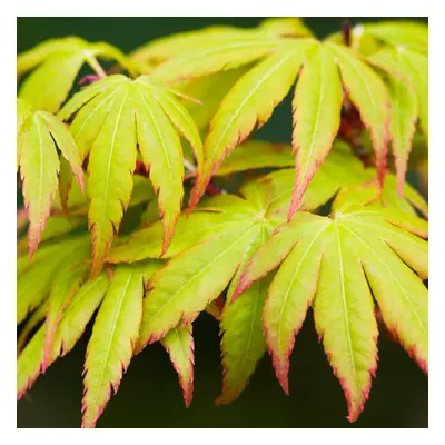 (10L) Acer Palmatum 'Sango-Kaku' | Japanese Maple Deciduous Garden Plant Tree In Pot