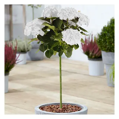 (White) Hydrangea Macrophylla Tree Collection | Potted Lollipop Trees For Small Gardens