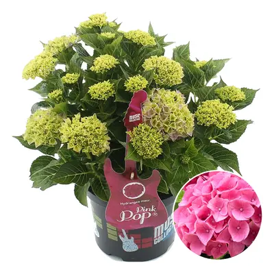 https://images.esellerpro.com/3048/I/627/31/Hydrangea-Pink-Pop-Additional-2.jpg