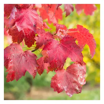 Acer October Glory Tree (12L, 5-6ft)