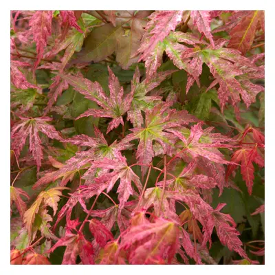 (10L) Acer Palmatum 'Phoenix' | Japanese Maple Deciduous Garden Plant Tree In Pot