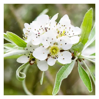 Pyrus Salicifolia 'Pendula' | Weeping Silver Pear | Garden Tree | 5-6Ft