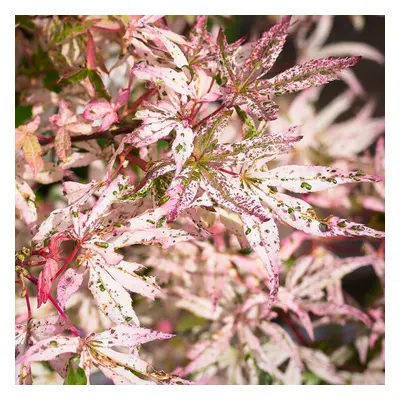 Acer Ukigumo Floating Cloud Maple Hardy Outdoor Tree Ornamental Plant in Pot