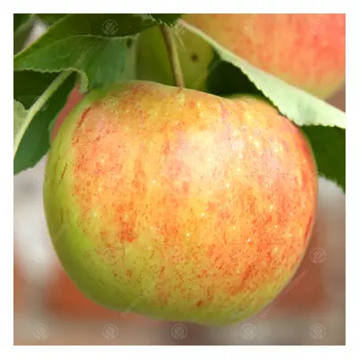 (MM106 - Semi Dwarfing) Malus Domestica 'Bountiful' | Eating Apple Tree | Premium Fruit Tree | 4