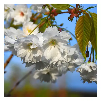 Prunus Shogetsu | Flowering Cherry | Ornamental Garden Tree | 5-6Ft