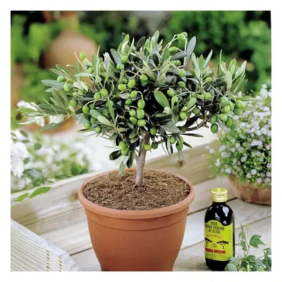 3 X 'Olea Europea' Common Olive Tree Evergreen Growing Food Hardy Plant In Pot