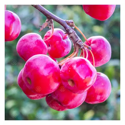 Malus 'Red Sentinel | Flowering Crab Apple Tree | Ornamental Tree | 5-6Ft