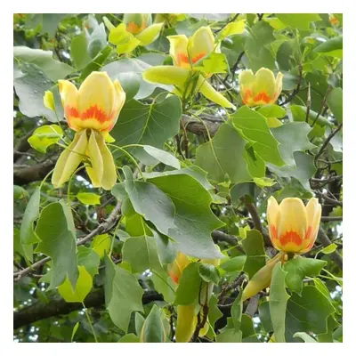 Liriodendron Tulipifera | Tulip Tree | Ornamental Garden Tree | 5-6Ft