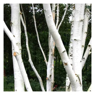 Betula Jacquemontii | Single Stem Himalayan Birch | Garden Tree | 5-6Ft